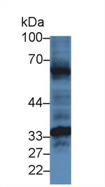 HFE2 Antibody in Western Blot (WB)
