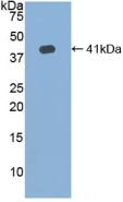 HFE2 Antibody in Western Blot (WB)
