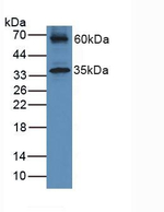 HFE2 Antibody in Western Blot (WB)