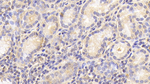 Cathepsin O Polyclonal Antibody