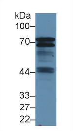 BLNK Antibody in Western Blot (WB)