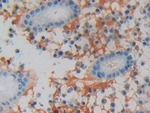 LCN15 Antibody in Immunohistochemistry (Paraffin) (IHC (P))