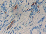 LCN15 Polyclonal Antibody