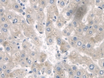 SPRY2 Antibody in Immunohistochemistry (Paraffin) (IHC (P))