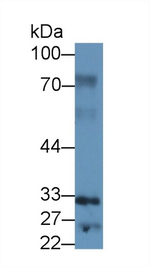 SPRY2 Antibody in Western Blot (WB)