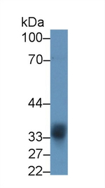 SPRY2 Antibody in Western Blot (WB)
