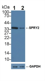 SPRY2 Antibody in Western Blot (WB)