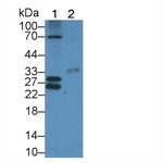 Connexin 31 Polyclonal Antibody