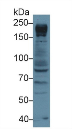 NUP205 Antibody in Western Blot (WB)