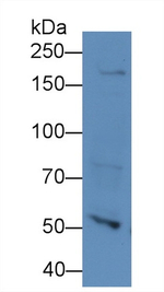 NUP205 Antibody in Western Blot (WB)