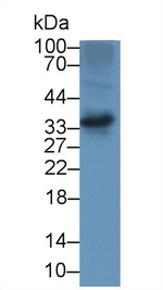 alpha TTP Antibody in Western Blot (WB)