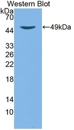 alpha TTP Antibody in Western Blot (WB)