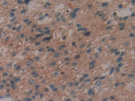 IL-29 Polyclonal Antibody