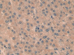 RelB Antibody in Immunohistochemistry (Paraffin) (IHC (P))