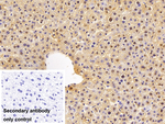 RelB Antibody in Immunohistochemistry (Paraffin) (IHC (P))