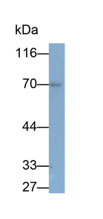 RelB Antibody in Western Blot (WB)
