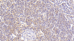MDC Antibody in Immunohistochemistry (Paraffin) (IHC (P))