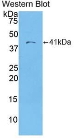 MDC Antibody in Western Blot (WB)