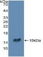 RIP2 Antibody in Western Blot (WB)