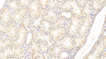 HIST2H2BE Antibody in Immunohistochemistry (Paraffin) (IHC (P))