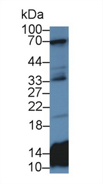 HIST2H2BE Antibody in Western Blot (WB)