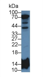 HIST2H2BE Antibody in Western Blot (WB)