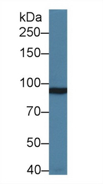 mGluR3 Antibody in Western Blot (WB)