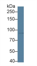 mGluR3 Antibody in Western Blot (WB)