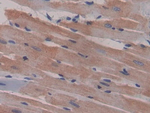 MIP-1 gamma Antibody in Immunohistochemistry (Paraffin) (IHC (P))