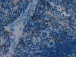 BOC Antibody in Immunohistochemistry (Paraffin) (IHC (P))