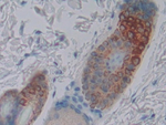 BOC Antibody in Immunohistochemistry (Paraffin) (IHC (P))
