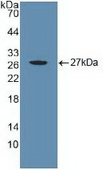 CYR61 Antibody in Western Blot (WB)