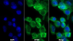 Complement C4b Polyclonal Antibody