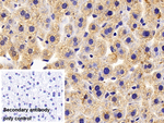 Complement C4b Antibody in Immunohistochemistry (Paraffin) (IHC (P))