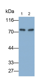 Complement C4b Antibody in Western Blot (WB)