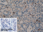 Midkine Antibody in Immunohistochemistry (Paraffin) (IHC (P))