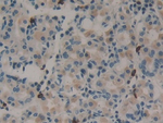 Midkine Antibody in Immunohistochemistry (Paraffin) (IHC (P))