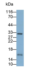 Midkine Antibody in Western Blot (WB)