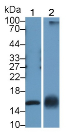 Midkine Antibody in Western Blot (WB)