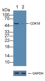 CDK18 Antibody in Western Blot (WB)