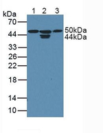 CDK18 Polyclonal Antibody