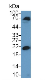 HP1 gamma Antibody in Western Blot (WB)