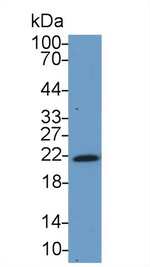 HP1 gamma Antibody in Western Blot (WB)
