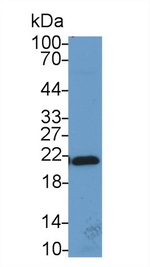HP1 gamma Antibody in Western Blot (WB)