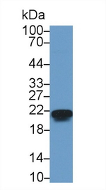 HP1 gamma Antibody in Western Blot (WB)