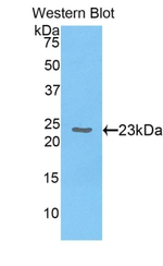 HP1 gamma Antibody in Western Blot (WB)