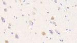NXPH1 Polyclonal Antibody