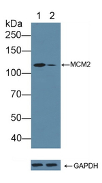 MCM2 Antibody in Western Blot (WB)