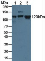 MCM2 Antibody in Western Blot (WB)