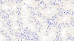 Precerebellin Polyclonal Antibody